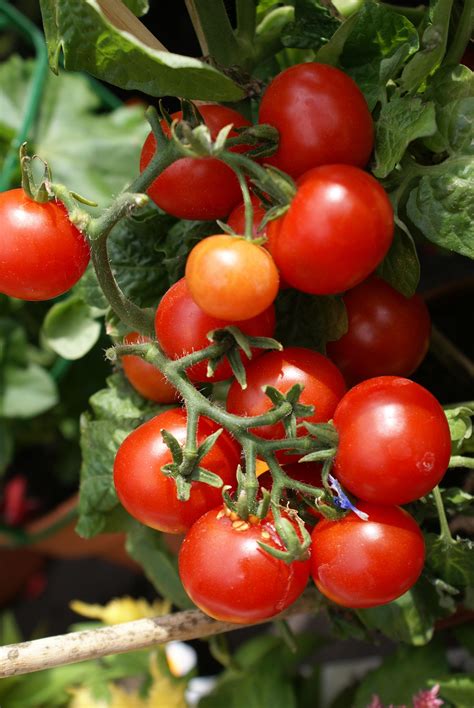Gm purple tomato tastier and healthier | Agraz Blog
