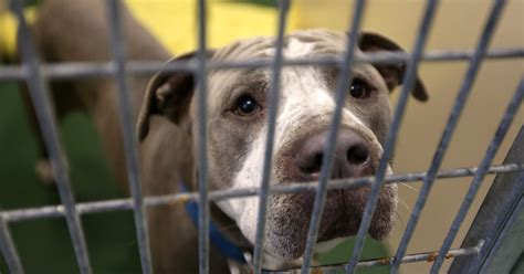 Dogs crowd Verona St. Animal Shelter
