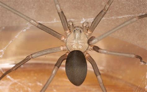 Brown Recluse Spiders In Las Vegas Nv And Dallas Tx Evolve Pest Control