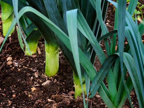 Besides, container gardening becomes more beneficial and accessible to the elderly or growers with physical disabilities. Winter vegetables to grow in your garden - Saga
