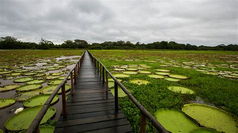 The Pantanal Travel Brazil Lonely Planet
