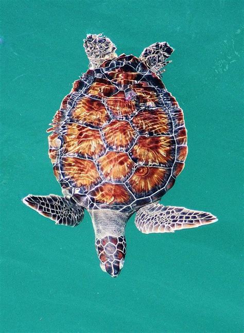 Green Sea Turtle The Nature Conservancy