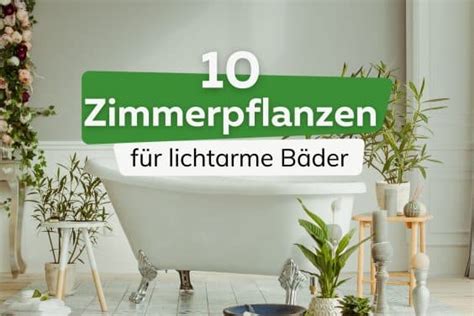 10 Pflanzen bei wenig Licht fürs Bad ohne Fenster