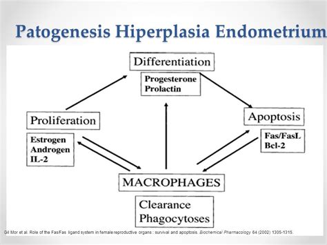 Hiperplasia And Cancer Endometrium Definisi Hiperplasia Endometrium