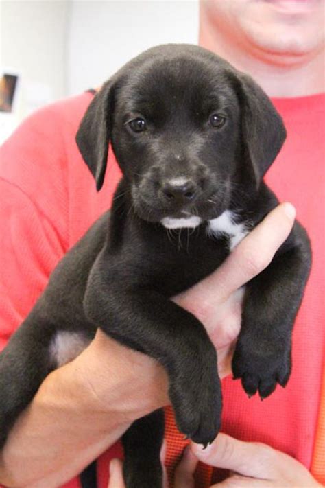 Click here to find your adorable companion today! Pet of the Week: Litter of Black Lab Puppies | Caldwells ...
