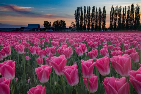 Download Pink Flower Flower Nature Tulip Hd Wallpaper