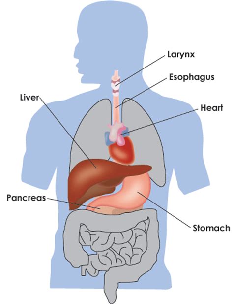 Cells of the digestive system, for instance, are vastly different in structure and function. Healthy U: Heart Risks and Alcoholism