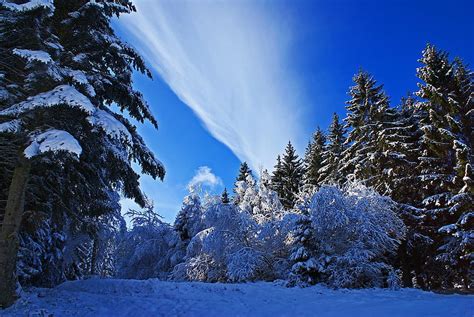 Winter Nature Trees Snow Forest Norway Hd Wallpaper Pxfuel