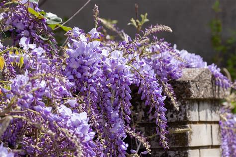 How To Grow Wisteria Care And Uk Growing Tips Upgardener