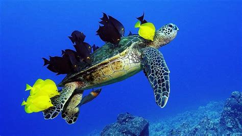 Whats Love Got To Do With Green Sea Turtles And Fish
