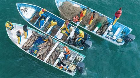 Vaquita Marina Amenazada Por Pesca Ilegal Con Red En Golfo De California