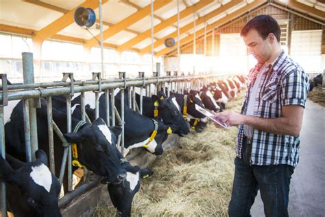 Feeding Management Affects Dairy Cow Eating Behavior Nedap Livestock