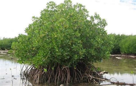 Fungsi Ekonomi Hutan Mangrove Homecare24