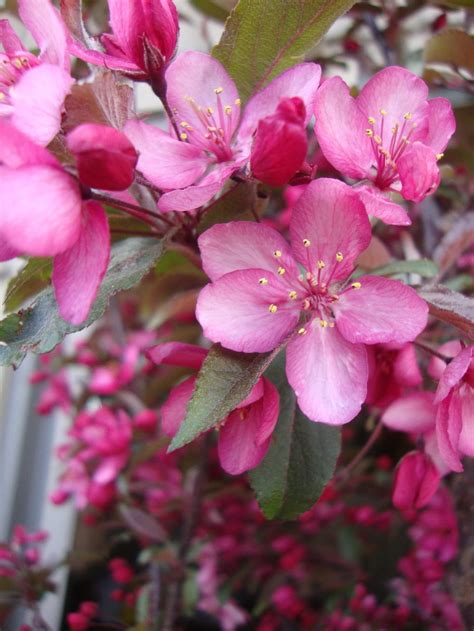 Photo Of The Bloom Of Crabapple Malus Royal Raindrops Posted By