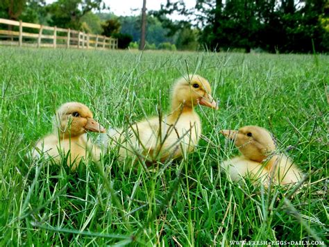 Beginners Guide To Raising Ducklings Fresh Eggs Daily® With Lisa Steele