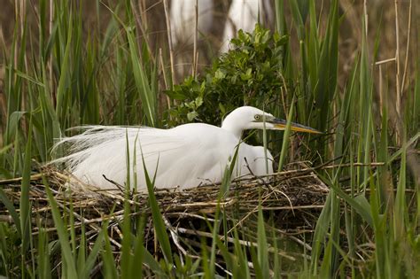 Battery Island A Nesting Oasis For Wading Birds Audubon North Carolina