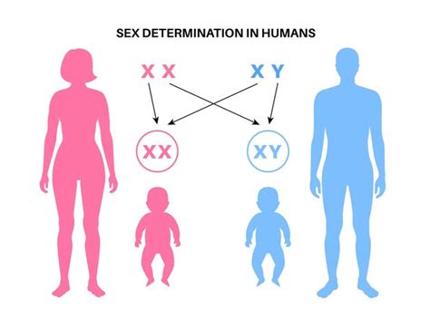 Premium Vector Sex Determination In Humans Male And Female Sperm And
