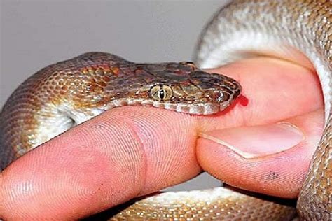 Barnegat Snakes In The Yard Ocean County Scanner News