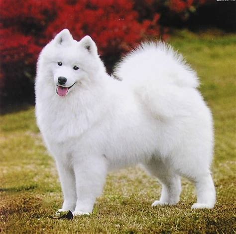 Cute White Samoyed Dog Outside Picture สุนัข สัตว์เลี้ยง สัตว์