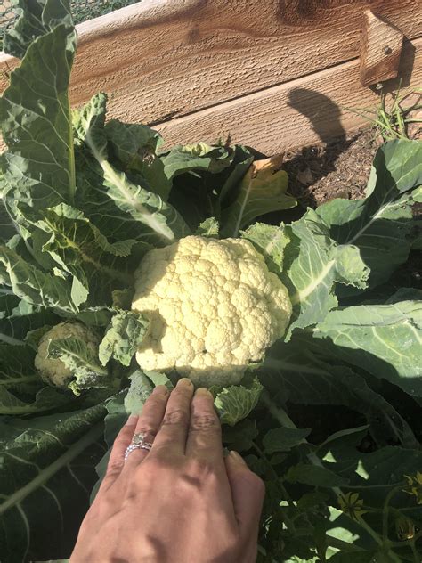 Aint She A Beaut Not Bad For My First Time Growing Cauliflower R