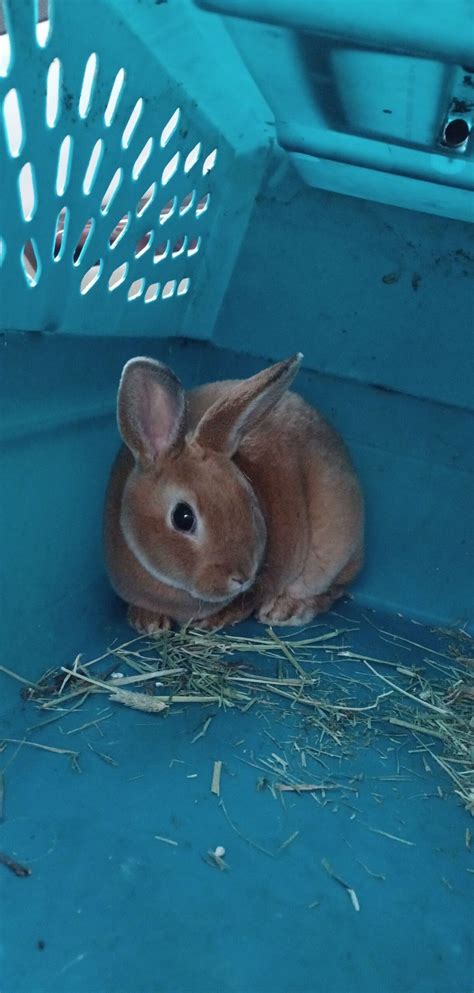 Schulz Mini Rex Rabbits Rabbits For Sale