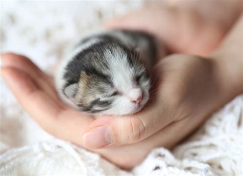 Neonatal Kitten Care