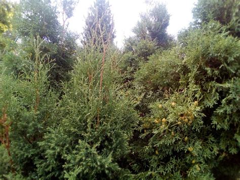 Thickets Of Coniferous Trees Are Thuja Pine And Juniper Stock Image