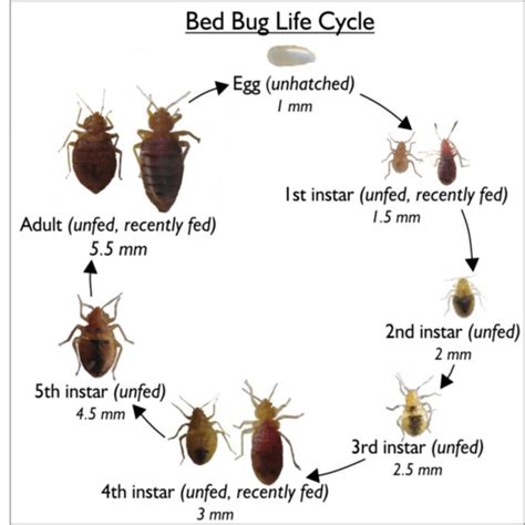 16 Bed Bugs Bed Bug Bites Bugs