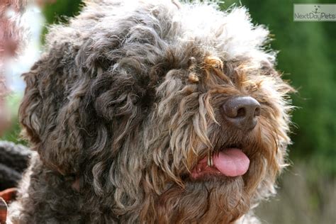 We have moved to texas and are enjoying being near our family. Lagotto Romagnolo puppy for sale near Nanaimo, British ...