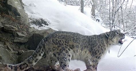 Exceptionally Rare Footage Of Snow Leopards Territorial Call