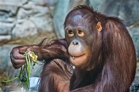 Bornean Orangutan The Orangutan With Its Distinctive Red Orange Hair Is The Only Ape That