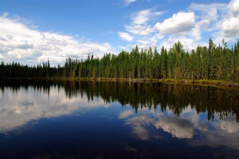 Climate Change Increasing Canadas Boreal Forest Mortality Reducing