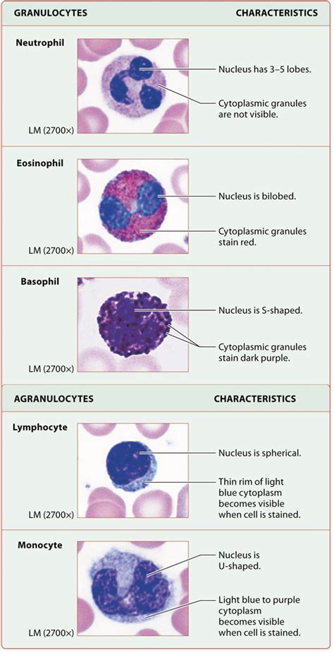 Leukocytes Function