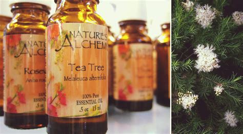 Pregnant and breastfeeding women should also be cautious and potentially avoid tea tree oil since little is known about how it may affect them or infants. Tea Tree Oil for Lice: Prevention vs. Treatment