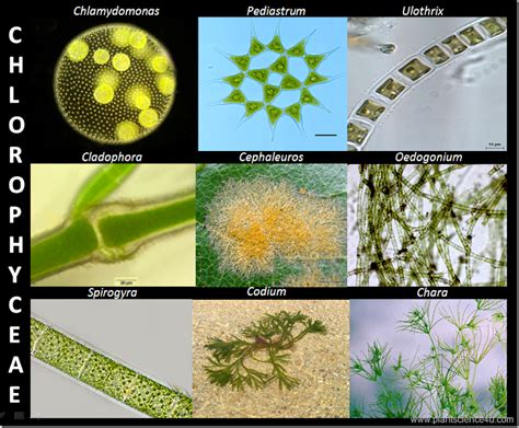 Green Algae Definition And Classification