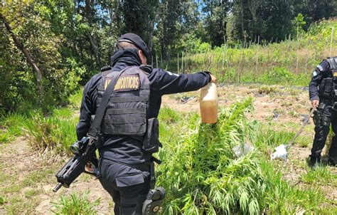 Authorities Locate Illegal Plantations in Totonicapán and Zacapa GTNews Guatemalan News Agency