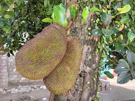 Some Large Jackfruit Artocarpus Heterophyllus On The Tree Stock