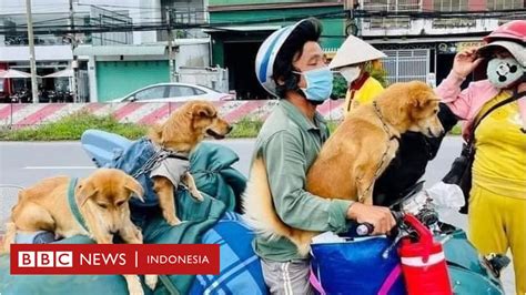 Belasan Anjing Di Vietnam Dibunuh Pihak Berwenang Karena Dikhawatirkan