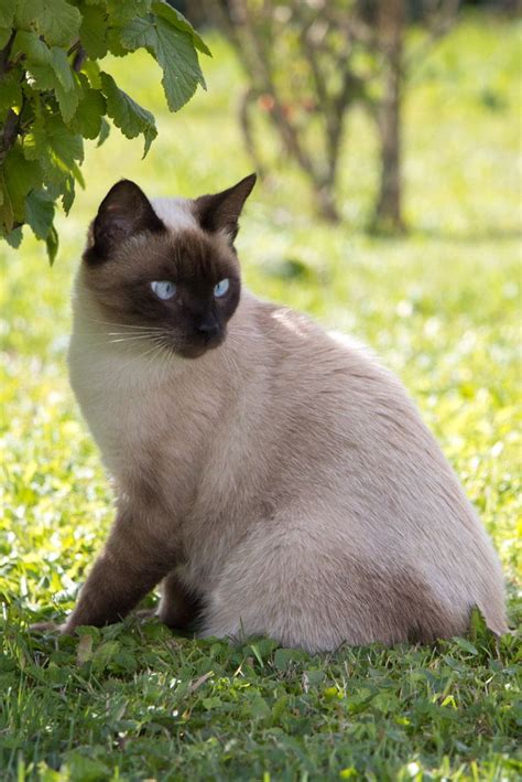 Siamese Cat Lady Always Looks Elegant Pettsie Kitty Kittens Collar