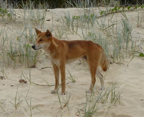 Dingo Lady Fraser Island Dingoes Are Not To Blame