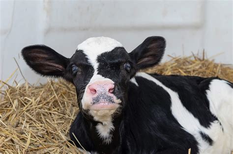 Trennung Von Kuh Und Kalb Nach Der Geburt Milchland