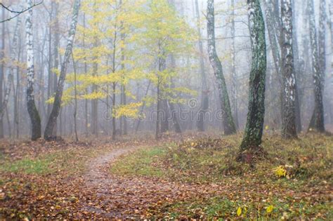 Blur Autumn Park With Trees In A Misty Haze And A Path Strewn With