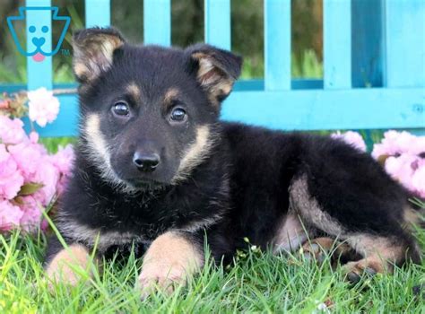 Fido German Shepherd Puppy For Sale Keystone Puppies