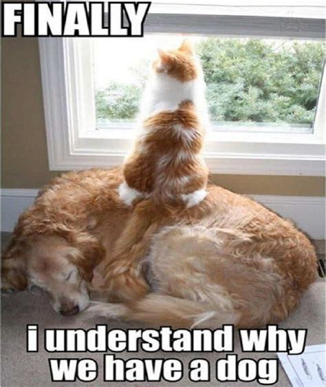 10 Hilarious Memes Of The Relationship Between Cats And Dogs