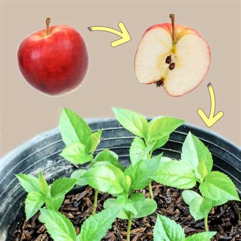 How To Grow An Apple Tree From Seed Easy Tutorial