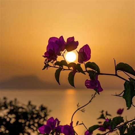 Flowers In Heart Adlı Kullanıcının Moon Sunset And Sunrise Panosundaki