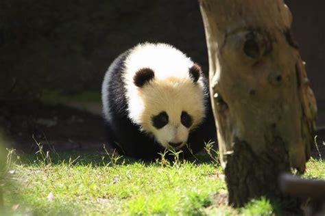 A Growing Process Of A Baby Panda The Voyager