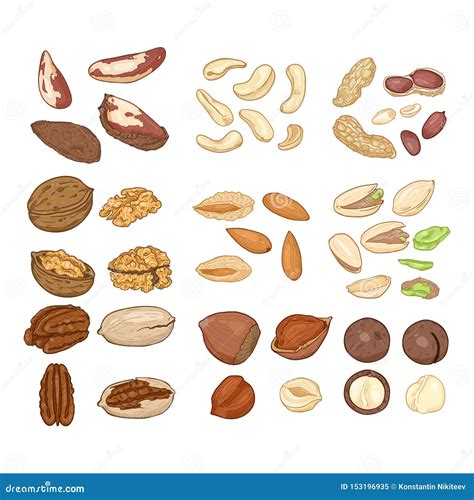 Vector Cartoon Set Of Nuts All Types Of Edible Nuts Stock Vector