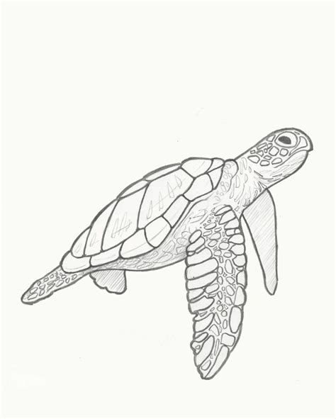 A Drawing Of A Sea Turtle In Black And White