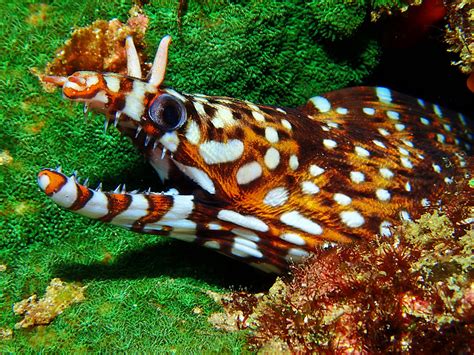 Dragon Moray Eel Pets